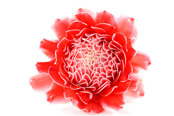 포토 JPG 해외이미지 식물 계절 꽃잎 꽃 아시아 줄기 잎 꽃무늬 오렌지 태국 자연 동양인 사람없음 장식 빨간색 초록색 컬러풀 머리 정원 봄 벚꽃 닫기 묘사 싱글 원예 심플 발리 남쪽 내추럴 싱가폴 강렬 고립 이국적 파라다이스 해외202004 해외포토 나라 컬러 섬 무늬 과일 모션 인종 취미 신체부위 방향 생태계 인도네시아 파일형식