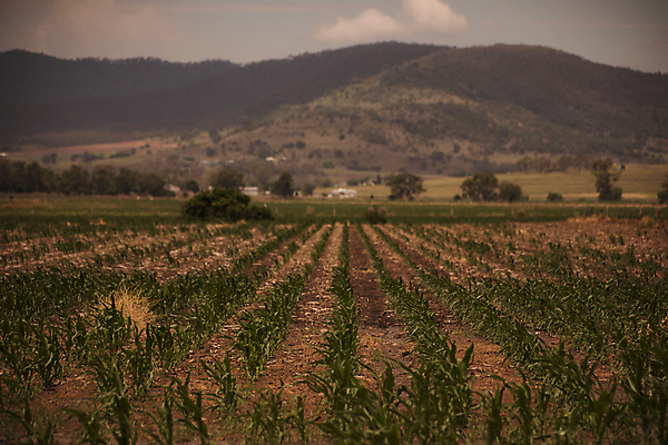 포토 JPG 해외이미지 백그라운드 밭 농업 자연 하늘 풍경 초원 사람없음 야외 여름 우주 환경 시골 황무지 고독 내추럴 벌거벗은 생태학 해외202004 해외포토 계절 교육 감정 산업 생태계 파일형식