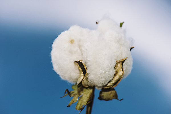 포토 JPG 해외이미지 식물 무료이미지 근접촬영 사람없음 목화솜 해외202004 해외포토 뷰포인트 솜 파일형식 무료콘텐츠