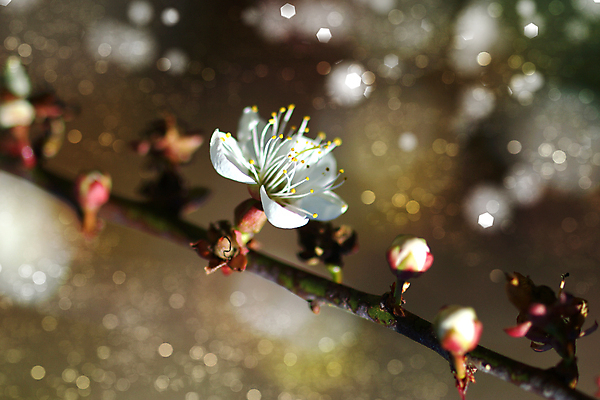 포토 JPG 해외이미지 나무 무료이미지 사람없음 야외 아웃포커스 매화 꽃가지 해외202004 해외포토 식물 꽃 촬영기법 나뭇가지 파일형식 무료콘텐츠