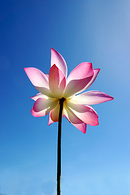 포토 JPG 해외이미지 주간 무료이미지 로우앵글 연꽃 사람없음 야외 맑음 해외202004 해외포토 자연요소 꽃 뷰포인트 날씨 파일형식 무료콘텐츠