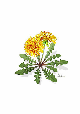 PSD 식물 꽃 잎 일러스트 봄꽃 사람없음 노란색 민들레 디테일 국내일러스트 컬러 봄 파일형식