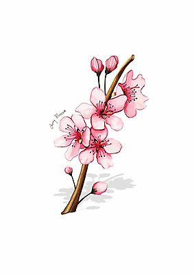 PSD 식물 분홍색 잎 일러스트 봄꽃 사람없음 벚꽃 꽃봉오리 꽃가지 디테일 국내일러스트 꽃 컬러 봄 나뭇가지 파일형식