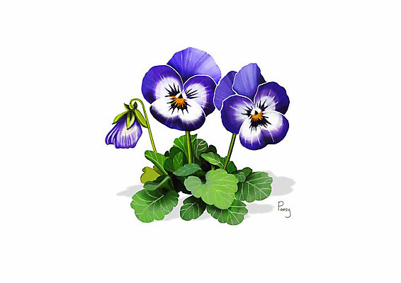 PSD 식물 꽃 잎 일러스트 봄꽃 사람없음 보라색 팬지 디테일 국내일러스트 컬러 봄 파일형식