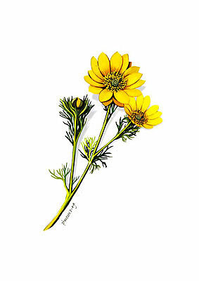 PSD 식물 꽃 잎 일러스트 봄꽃 사람없음 노란색 꽃봉오리 디테일 복수꽃 국내일러스트 컬러 봄 파일형식