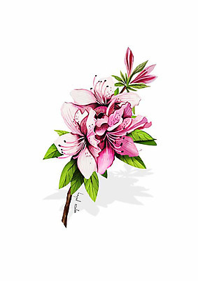 PSD 식물 꽃 분홍색 잎 일러스트 봄꽃 사람없음 산철쭉 디테일 국내일러스트 컬러 봄 철쭉 파일형식