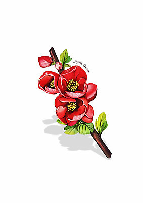 PSD 식물 잎 일러스트 봄꽃 사람없음 빨간색 꽃가지 명자꽃 디테일 국내일러스트 꽃 컬러 봄 나뭇가지 파일형식