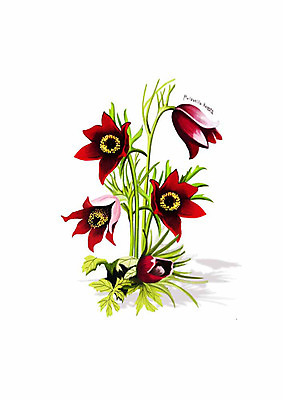 PSD 식물 꽃 잎 일러스트 봄꽃 사람없음 빨간색 할미꽃 디테일 국내일러스트 컬러 봄 파일형식