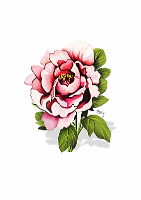 PSD 식물 꽃 분홍색 잎 일러스트 봄꽃 사람없음 모란 디테일 국내일러스트 컬러 봄 파일형식