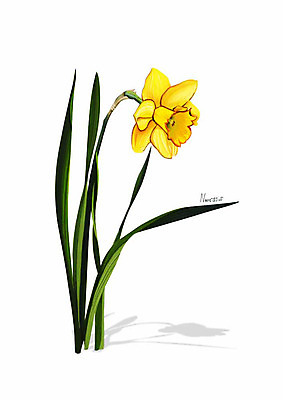 PSD 식물 꽃 잎 일러스트 봄꽃 사람없음 노란색 수선화 디테일 국내일러스트 컬러 봄 파일형식