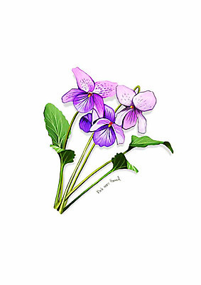 PSD 식물 꽃 잎 일러스트 봄꽃 사람없음 보라색 디테일 고깔제비꽃 국내일러스트 컬러 봄 제비꽃 파일형식