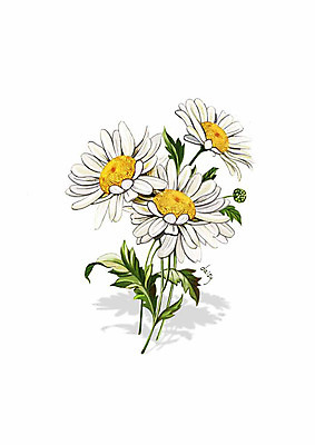 PSD 식물 꽃 잎 일러스트 봄꽃 사람없음 흰색 데이지 디테일 국내일러스트 컬러 봄 파일형식