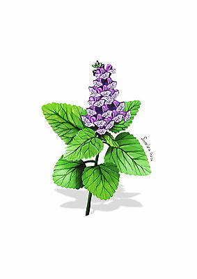 PSD 식물 꽃 잎 일러스트 봄꽃 사람없음 보라색 골무꽃 디테일 국내일러스트 컬러 봄 파일형식