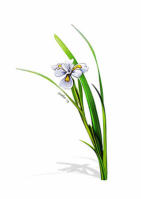 PSD 식물 꽃 잎 일러스트 봄꽃 사람없음 흰색 디테일 노랑무늬붓꽃 국내일러스트 컬러 봄 파일형식