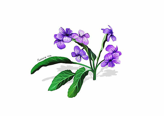 PSD 식물 꽃 잎 일러스트 봄꽃 사람없음 보라색 제비꽃 디테일 국내일러스트 컬러 봄 파일형식
