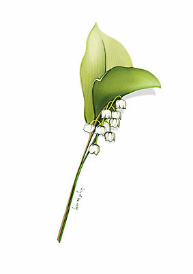 PSD 식물 꽃 잎 일러스트 봄꽃 사람없음 흰색 은방울꽃 디테일 국내일러스트 컬러 봄 파일형식