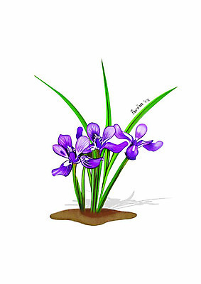 PSD 식물 꽃 잎 일러스트 봄꽃 사람없음 보라색 디테일 솔불꽃 국내일러스트 컬러 봄 파일형식