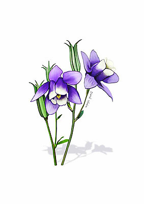 PSD 식물 꽃 잎 일러스트 봄꽃 사람없음 보라색 매발톱꽃 디테일 국내일러스트 컬러 봄 파일형식