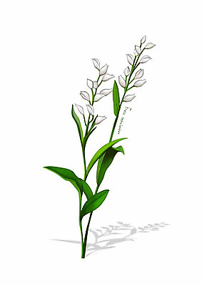 PSD 식물 꽃 잎 일러스트 봄꽃 사람없음 흰색 디테일 은난초 국내일러스트 컬러 봄 파일형식