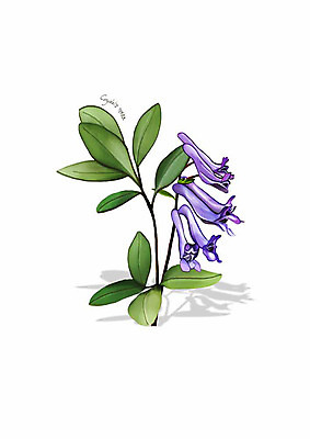 PSD 식물 꽃 잎 일러스트 봄꽃 사람없음 보라색 현호색 디테일 국내일러스트 컬러 봄 파일형식