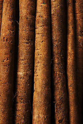 포토 JPG 스튜디오촬영 채소 식재료 실내 건강 근접촬영 사람없음 갈색 오브젝트 우엉 국내포토 뷰포인트 컬러 내부 파일형식