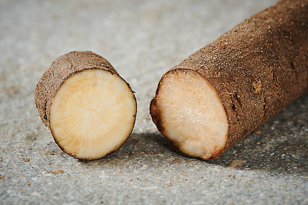 포토 JPG 스튜디오촬영 채소 식재료 회색배경 단면 실내 건강 근접촬영 사람없음 회색 오브젝트 우엉 국내포토 뷰포인트 컬러 백그라운드 내부 파일형식