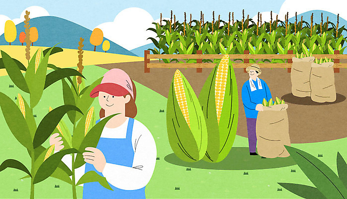 전신 PSD 나무 여자 남자 일러스트 하늘 산 옥수수 초원 상반신 성인 두명 울타리 수확 특산물 옥수수밭 포대 정선 포대자루 성인만 국내일러스트 식물 밭 농업 곡류 사람 담장 강원도 자루 파일형식