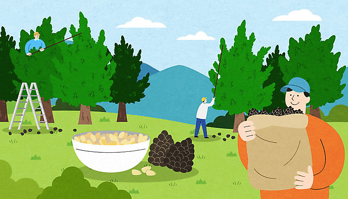 전신 PSD 나무 남자 일러스트 사다리 산 상반신 성인 세명 특산물 솔방울 잣 가평 잣나무 포대자루 성인남자만 국내일러스트 식물 사람 견과류 도구 자루 경기도 남자만 성인만 파일형식