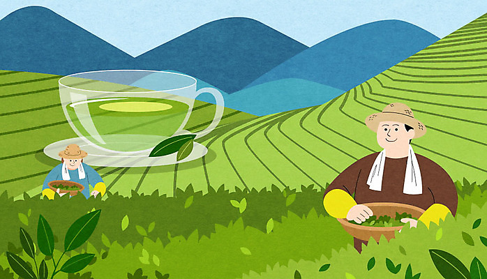 PSD 여자 남자 일러스트 하늘 산 상반신 성인 두명 수확 녹차 특산물 녹차밭 녹차잎 성인만 보령 국내일러스트 밭 농업 사람 차_음료 충청남도 찻잎 파일형식