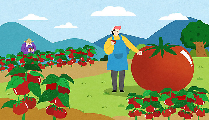 전신 PSD 나무 여자 남자 밭 토마토 일러스트 하늘 산 상반신 성인 두명 특산물 성인만 퇴촌 퇴촌토마토 토마토밭 국내일러스트 식물 농업 채소 사람 파일형식 광주_지역