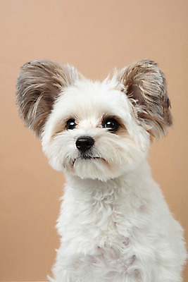 포토 JPG 스튜디오촬영 동물 한마리 반려견 실내 누끼 근접촬영 사람없음 앞모습 반려동물 귀여움 개 강아지 반려 갈색배경 믹스견 국내포토 1 뷰포인트 백그라운드 컨셉 포유류 내부 갈색 파일형식