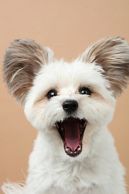 포토 JPG 스튜디오촬영 동물 한마리 반려견 실내 누끼 근접촬영 사람없음 앞모습 반려동물 귀여움 개 강아지 하품 반려 갈색배경 믹스견 국내포토 1 뷰포인트 백그라운드 컨셉 포유류 내부 갈색 생리현상 파일형식