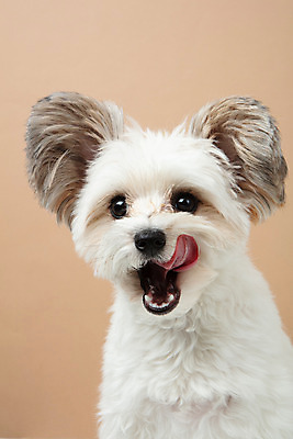 포토 JPG 스튜디오촬영 동물 한마리 반려견 실내 누끼 근접촬영 사람없음 앞모습 반려동물 귀여움 개 강아지 반려 입맛 갈색배경 믹스견 국내포토 1 뷰포인트 백그라운드 컨셉 포유류 내부 갈색 파일형식