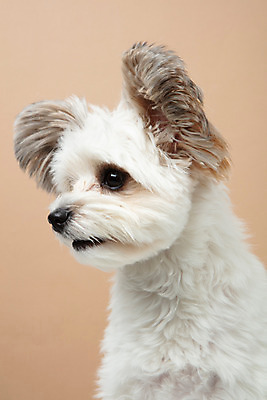 포토 JPG 스튜디오촬영 동물 한마리 반려견 실내 누끼 근접촬영 사람없음 앞모습 반려동물 귀여움 개 강아지 반려 갈색배경 믹스견 국내포토 1 뷰포인트 백그라운드 컨셉 포유류 내부 갈색 파일형식