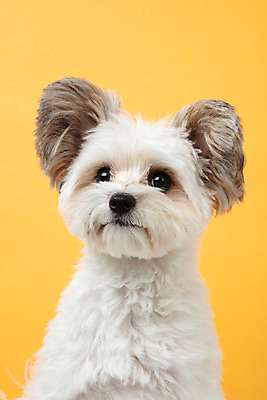 포토 JPG 스튜디오촬영 동물 한마리 반려견 실내 누끼 근접촬영 사람없음 앞모습 반려동물 귀여움 개 강아지 노란배경 반려 믹스견 국내포토 1 뷰포인트 백그라운드 컨셉 포유류 내부 노란색 파일형식