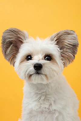 포토 JPG 스튜디오촬영 동물 한마리 반려견 실내 누끼 근접촬영 사람없음 앞모습 반려동물 귀여움 개 강아지 노란배경 반려 믹스견 국내포토 1 뷰포인트 백그라운드 컨셉 포유류 내부 노란색 파일형식