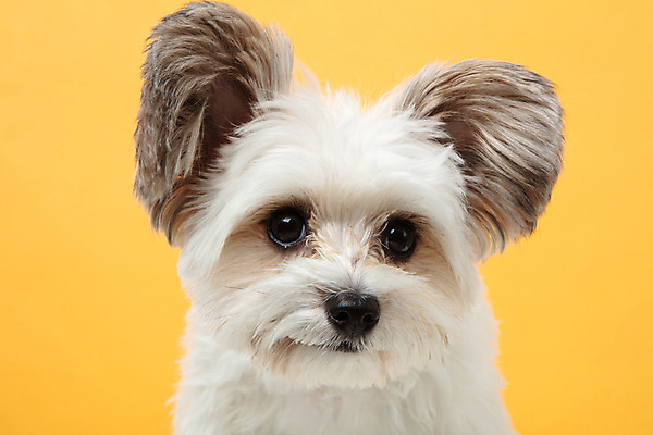 포토 JPG 스튜디오촬영 동물 한마리 반려견 실내 누끼 근접촬영 사람없음 앞모습 반려동물 귀여움 개 강아지 노란배경 반려 믹스견 국내포토 1 뷰포인트 백그라운드 컨셉 포유류 내부 노란색 파일형식