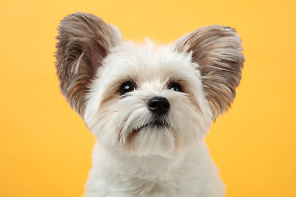 포토 JPG 스튜디오촬영 동물 한마리 반려견 실내 누끼 근접촬영 사람없음 앞모습 반려동물 귀여움 개 강아지 노란배경 반려 믹스견 국내포토 1 뷰포인트 백그라운드 컨셉 포유류 내부 노란색 파일형식