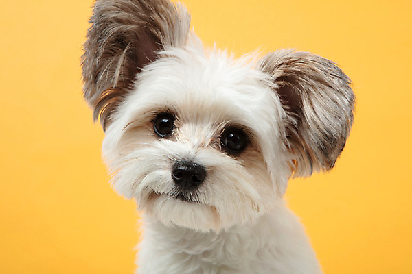 포토 JPG 스튜디오촬영 동물 한마리 반려견 실내 누끼 근접촬영 사람없음 앞모습 반려동물 귀여움 개 강아지 노란배경 반려 믹스견 국내포토 1 뷰포인트 백그라운드 컨셉 포유류 내부 노란색 파일형식