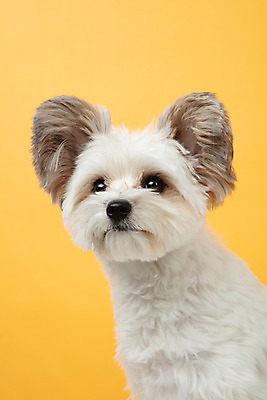 포토 JPG 스튜디오촬영 동물 한마리 반려견 실내 누끼 근접촬영 사람없음 앞모습 반려동물 귀여움 개 강아지 노란배경 반려 믹스견 국내포토 1 뷰포인트 백그라운드 컨셉 포유류 내부 노란색 파일형식