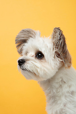 포토 JPG 스튜디오촬영 동물 한마리 응시 반려견 실내 누끼 근접촬영 사람없음 옆모습 반려동물 귀여움 개 강아지 노란배경 반려 믹스견 국내포토 1 시선 뷰포인트 백그라운드 컨셉 포유류 내부 노란색 파일형식