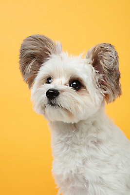 포토 JPG 스튜디오촬영 동물 한마리 응시 반려견 실내 누끼 근접촬영 사람없음 옆모습 반려동물 귀여움 개 강아지 노란배경 반려 믹스견 국내포토 1 시선 뷰포인트 백그라운드 컨셉 포유류 내부 노란색 파일형식