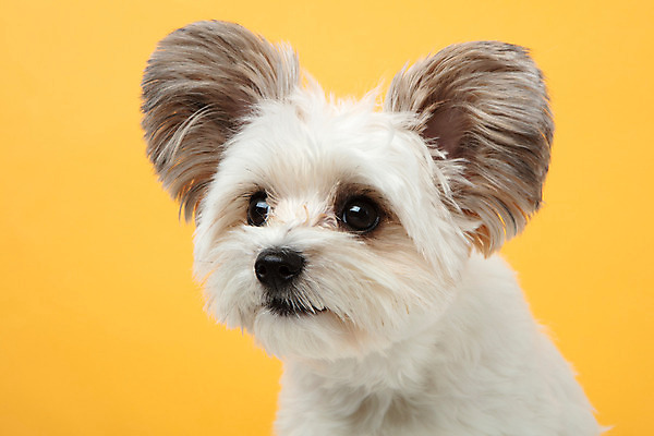 포토 JPG 스튜디오촬영 동물 한마리 응시 반려견 실내 누끼 근접촬영 사람없음 옆모습 반려동물 귀여움 개 강아지 노란배경 반려 믹스견 국내포토 1 시선 뷰포인트 백그라운드 컨셉 포유류 내부 노란색 파일형식