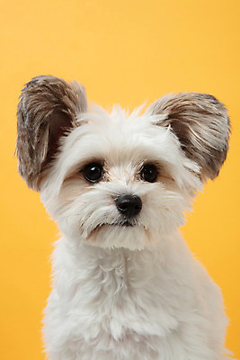 포토 JPG 스튜디오촬영 동물 한마리 반려견 실내 누끼 근접촬영 사람없음 앞모습 반려동물 귀여움 개 강아지 노란배경 반려 믹스견 국내포토 1 뷰포인트 백그라운드 컨셉 포유류 내부 노란색 파일형식