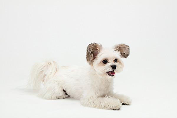 포토 JPG 스튜디오촬영 동물 한마리 반려견 실내 누끼 사람없음 옆모습 반려동물 귀여움 흰색 개 강아지 흰배경 반려 믹스견 국내포토 1 뷰포인트 컬러 백그라운드 컨셉 포유류 내부 파일형식