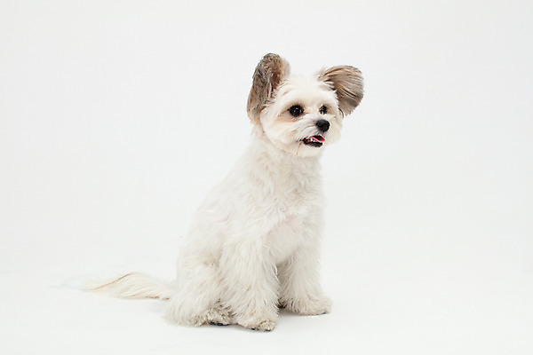 포토 JPG 스튜디오촬영 동물 한마리 반려견 실내 누끼 사람없음 옆모습 반려동물 귀여움 흰색 개 강아지 흰배경 반려 믹스견 국내포토 1 뷰포인트 컬러 백그라운드 컨셉 포유류 내부 파일형식