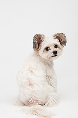 포토 JPG 스튜디오촬영 동물 한마리 반려견 실내 누끼 사람없음 뒷모습 반려동물 귀여움 흰색 뒤돌아보기 개 강아지 흰배경 반려 믹스견 국내포토 1 뷰포인트 컬러 백그라운드 컨셉 포유류 모션 내부 파일형식