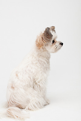 포토 JPG 스튜디오촬영 동물 한마리 응시 반려견 실내 누끼 사람없음 뒷모습 반려동물 귀여움 흰색 개 강아지 흰배경 반려 믹스견 국내포토 1 시선 뷰포인트 컬러 백그라운드 컨셉 포유류 내부 파일형식