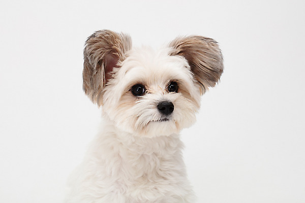 포토 JPG 스튜디오촬영 동물 한마리 반려견 실내 누끼 사람없음 앞모습 반려동물 귀여움 흰색 개 강아지 흰배경 반려 믹스견 국내포토 1 뷰포인트 컬러 백그라운드 컨셉 포유류 내부 파일형식