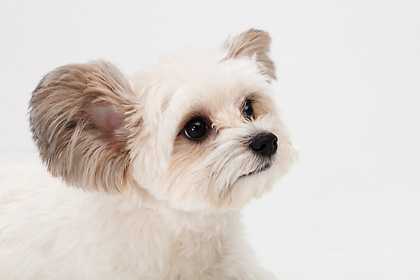 포토 JPG 스튜디오촬영 동물 한마리 반려견 실내 누끼 사람없음 앞모습 반려동물 귀여움 흰색 개 강아지 흰배경 반려 믹스견 국내포토 1 뷰포인트 컬러 백그라운드 컨셉 포유류 내부 파일형식